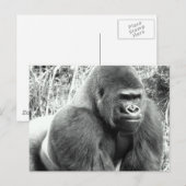 Gorilla in zwart-wit briefkaart (Voorkant / Achterkant)