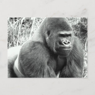 Gorilla in zwart-wit briefkaart