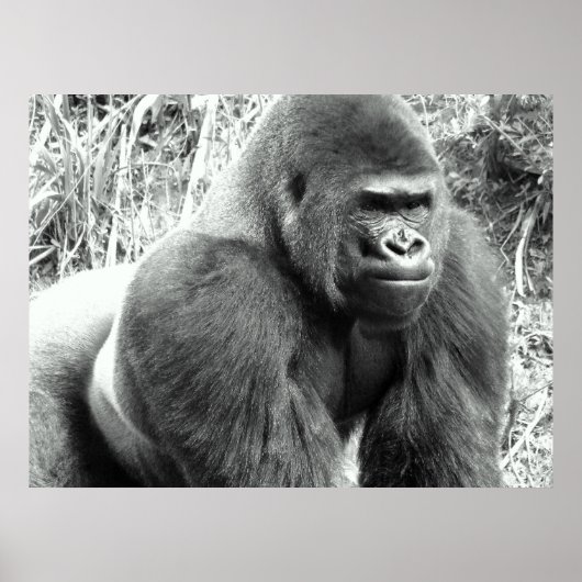Gorilla in zwart-wit Poster (Voorkant)