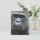 Gorilla Kijk Briefkaart (Staand voorkant)