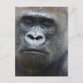 Gorilla Kijk Briefkaart (Voorkant)