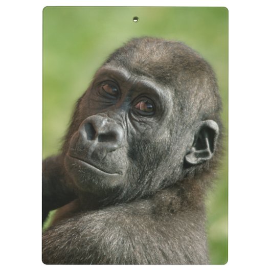 Gorilla Klembord (Achterkant)