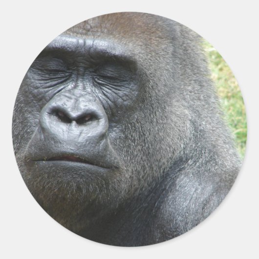 Gorilla Look Stickers (Voorkant)