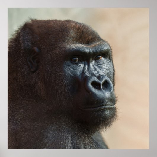 Gorilla Lope Close-up Poster (Voorkant)
