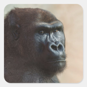 Gorilla Lope Close-up Vierkante Sticker