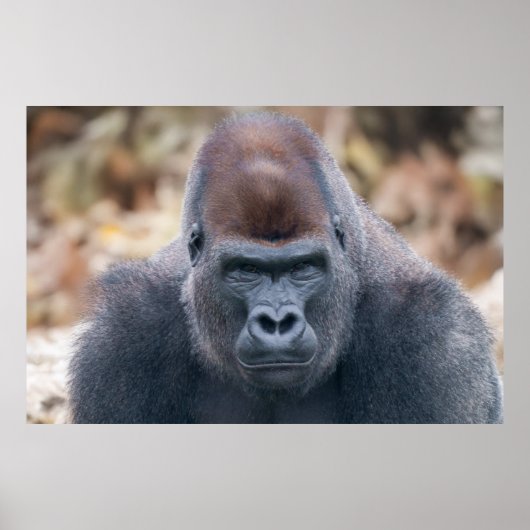 Gorilla Lope lijkt sterk in 2025 Poster (Voorkant)