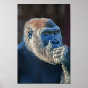 Gorilla Lope's Grin Poster