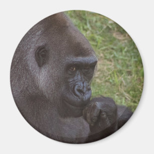 Gorilla Magneet