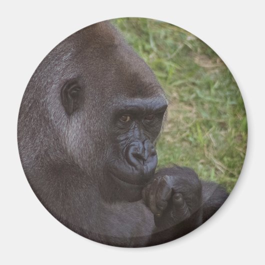Gorilla Magneet (Voorkant)