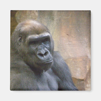 GORILLA, magneet