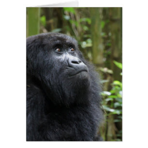 Gorilla mijn dromen - vrouw