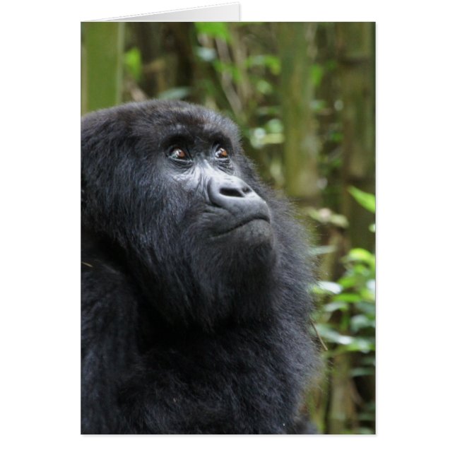 Gorilla mijn dromen - vrouw (Voorkant)