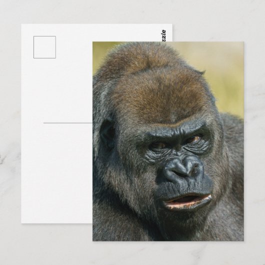 Gorilla Moeder Briefkaart (Voorkant / Achterkant)