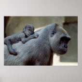 Gorilla Moeder en Baby Poster (Voorkant)