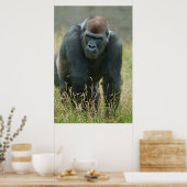 Gorilla onderweg door het hoge gras poster (Keuken)
