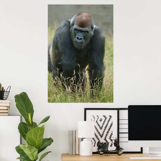Gorilla onderweg door het hoge gras poster (Thuiskantoor)