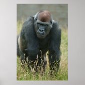 Gorilla onderweg door het hoge gras poster (Voorkant)
