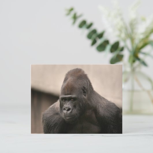 Gorilla Oscar 8645 Briefkaart (Staand voorkant)