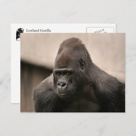 Gorilla Oscar 8645 Briefkaart (Voorkant / Achterkant)