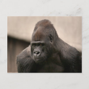 Gorilla Oscar 8645 Briefkaart