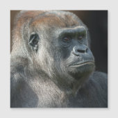 Gorilla Ozala (Voorkant)