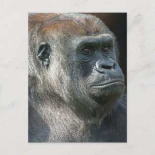 Gorilla Ozala Briefkaart