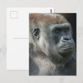 Gorilla Ozala Briefkaart (Voorkant / Achterkant)