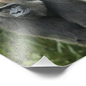 Gorilla Photo Foto Afdruk (Hoek)