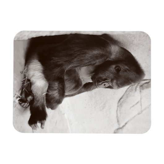 Gorilla Photography Sleeping Magneet (Horizontaal)