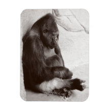 Gorilla Photography Sleeping