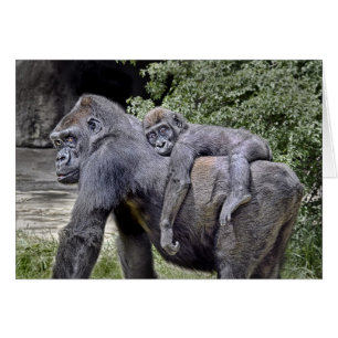 Gorilla "Piggyback" moeder en baby #2