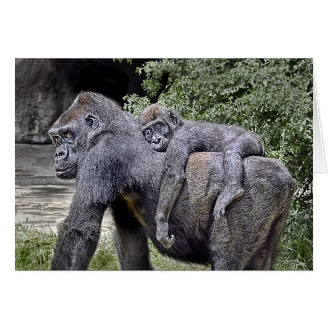 Gorilla "Piggyback" moeder en baby #2