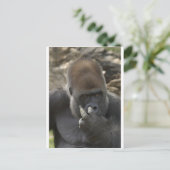 gorilla plukt zijn neus - eewwww . briefkaart (Staand voorkant)