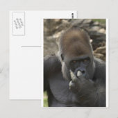 gorilla plukt zijn neus - eewwww . briefkaart (Voorkant / Achterkant)