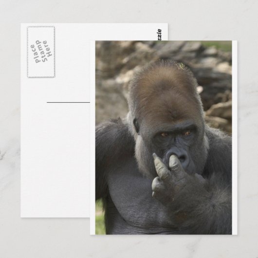 gorilla plukt zijn neus - eewwww . briefkaart (Voorkant / Achterkant)