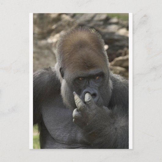 gorilla plukt zijn neus - eewwww . briefkaart (Voorkant)