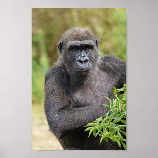 Gorilla-portret Poster (Voorkant)