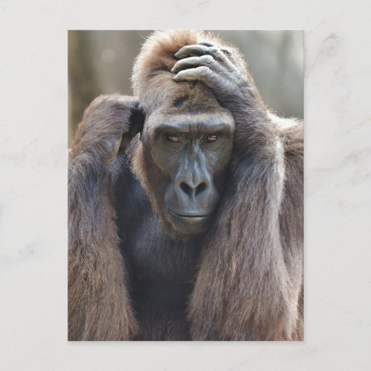 Gorilla Pose Briefkaart (Voorkant)