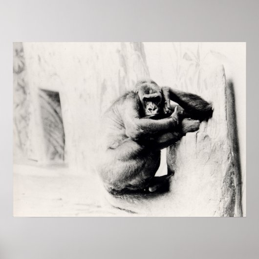 Gorilla Pose Poster (Voorkant)