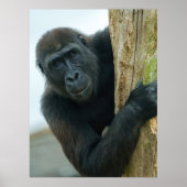 Gorilla Poster (Voorkant)