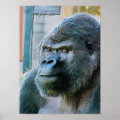 GORILLA POSTER (Voorkant)