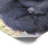 Gorilla Poster (Hoek)