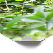 Gorilla Poster (Hoek)