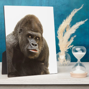 Gorilla Pout Fotoplaat