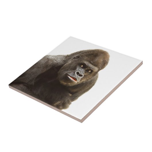 Gorilla Pout Tegeltje (Zijkant)