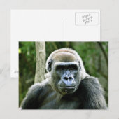 Gorilla Profile Briefkaart (Voorkant / Achterkant)