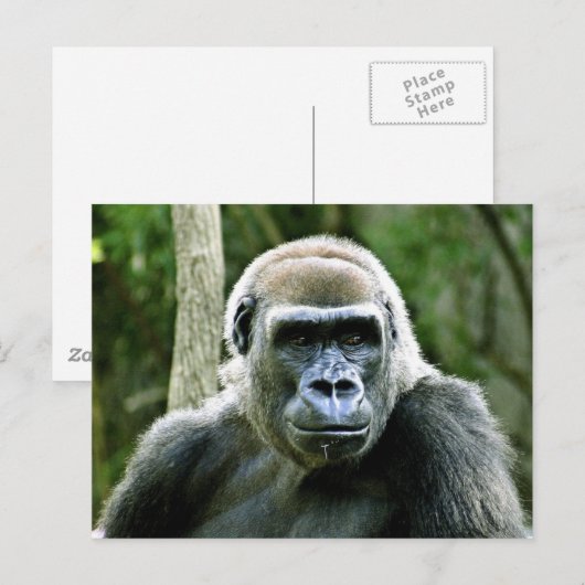 Gorilla Profile Briefkaart (Voorkant / Achterkant)
