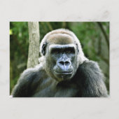 Gorilla Profile Briefkaart (Voorkant)