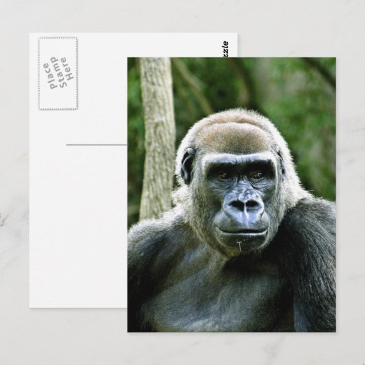 Gorilla Profile Briefkaart (Voorkant / Achterkant)
