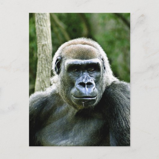 Gorilla Profile Briefkaart (Voorkant)